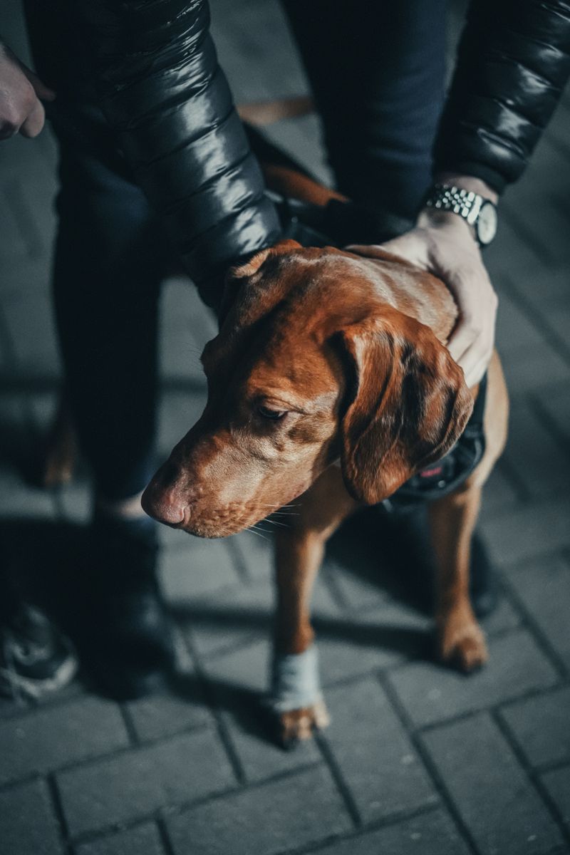 You fed the dog and finished the walk - These breeds may still be waiting for the part they need most 2 Vizsla: The Velcro Shadow