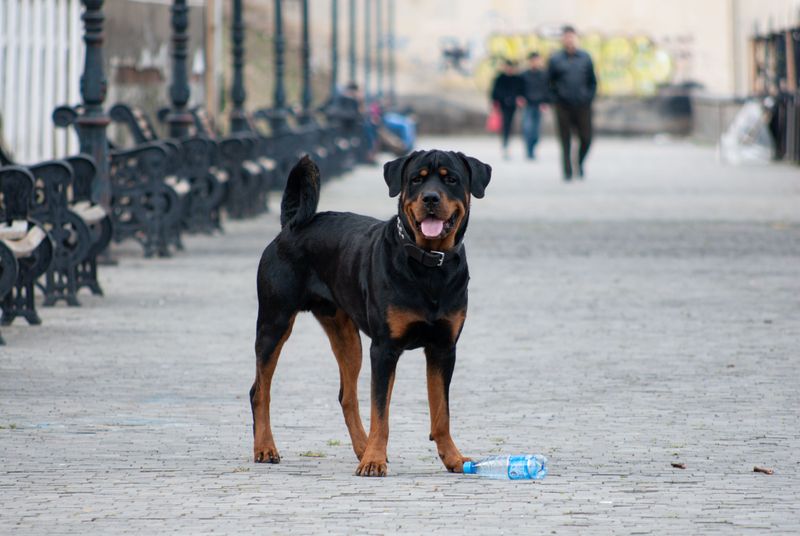 These working breeds combine strong physiques with histories of tackling demanding jobs 2 Rottweiler: The Roman Road Warrior