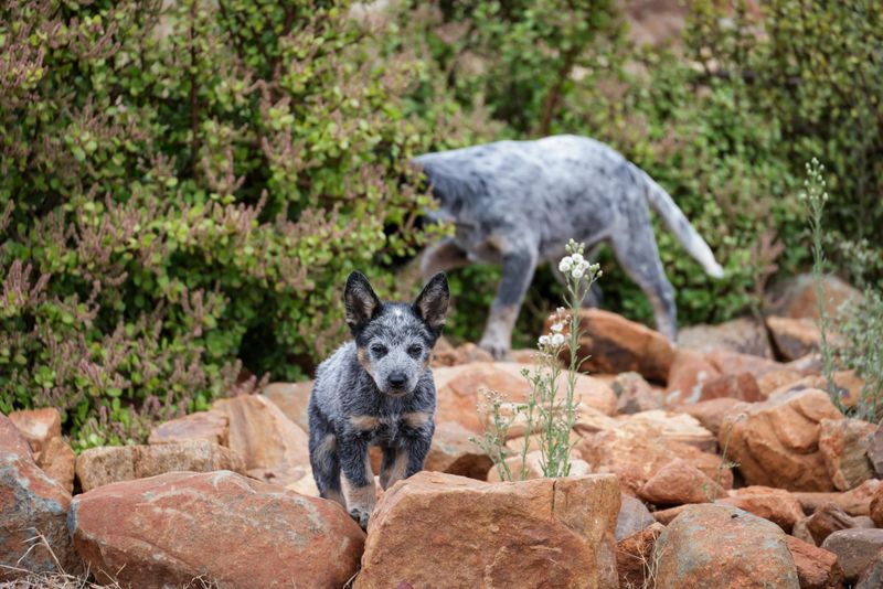Australian Cattle Dog