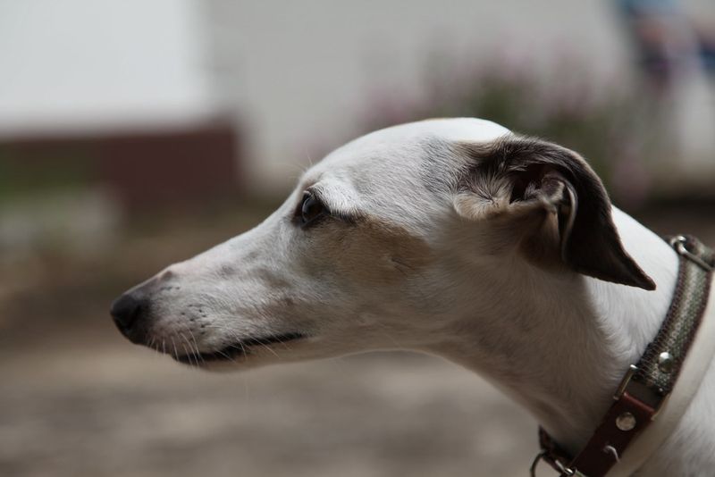 Can't decide on a Labrador? These 11 dog breeds may surprise you 12 Whippet