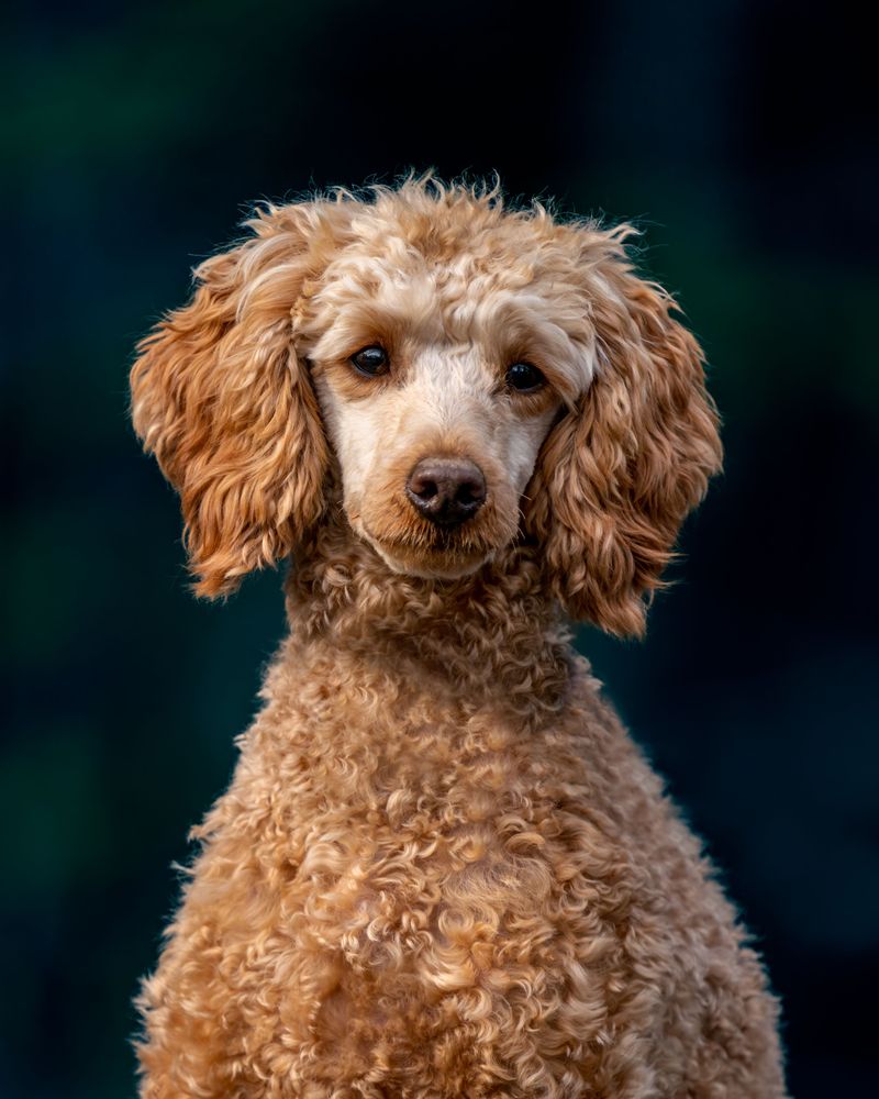 9 dogs that can pick up on subtle changes in human behavior - plus 2 known for close observation 3 Poodle