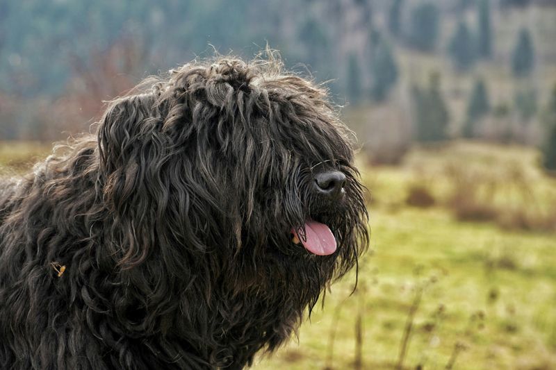 Veterans Say These Dogs Handle Change Better Than Most - 10 Resilient Breeds 3 Bouvier des Flandres