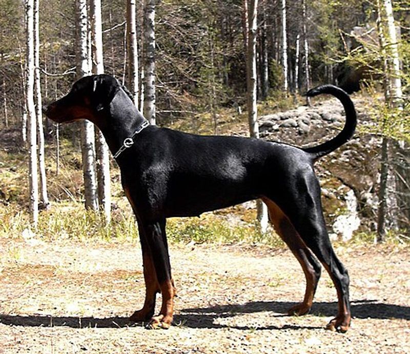Doberman Pinscher