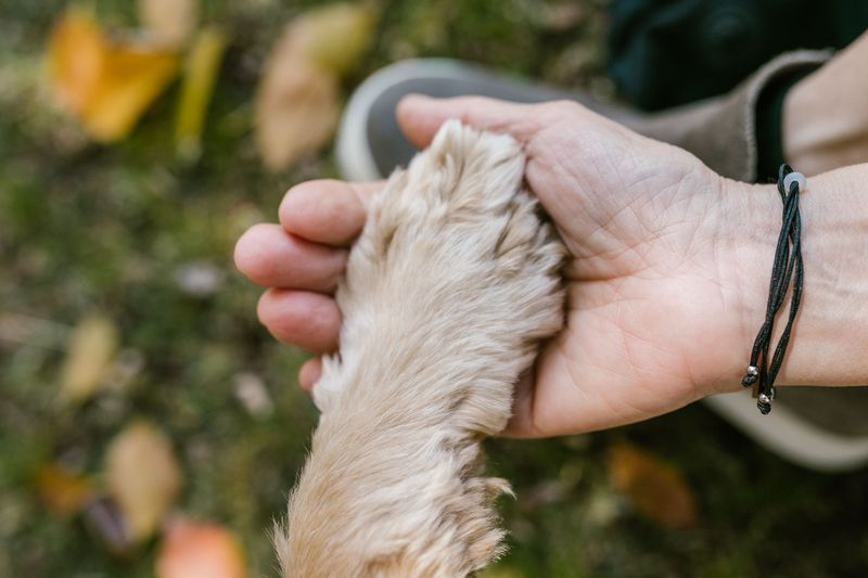 Letting you handle paws and ears