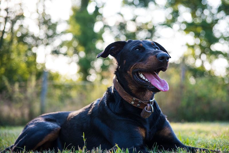A calm, thoughtful approach helps these dog breeds stand out 7 Beauceron