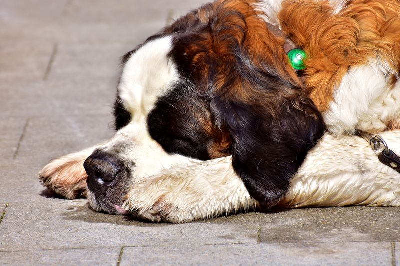14 dogs built for slow mornings and quiet evenings 18 Saint Bernard