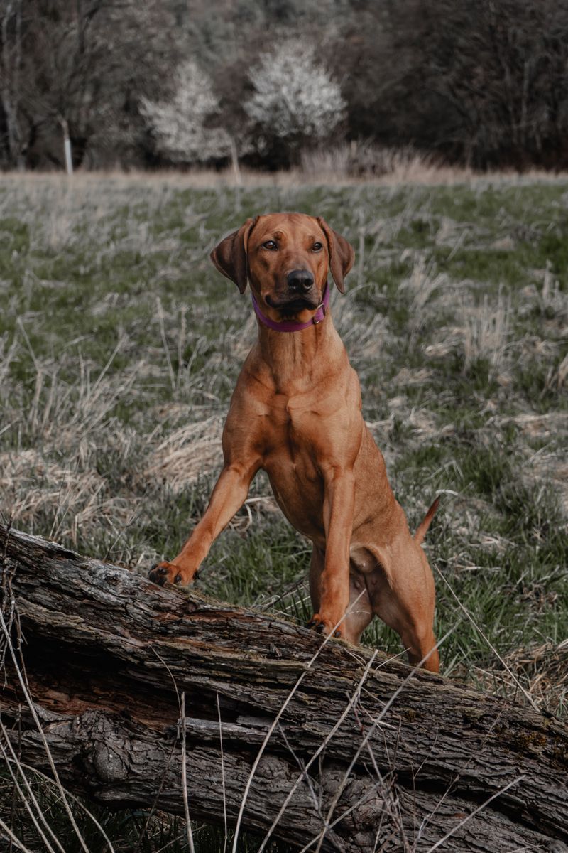Some dog breeds recover quickly because resilience is simply part of who they are 11 Rhodesian Ridgeback
