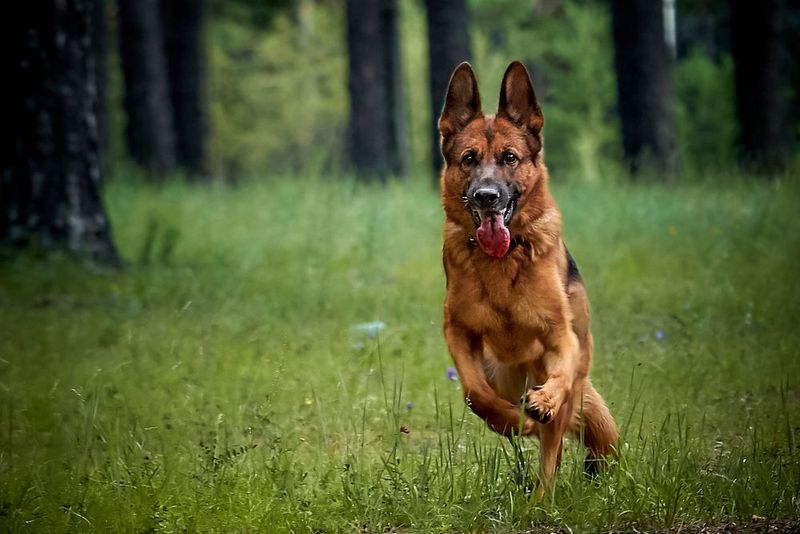 Some dogs check in occasionally - These breeds can turn staying nearby into part of the daily routine 5 German Shepherd