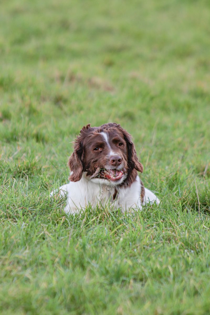 These 11 dogs can show natural hunting abilities long before advanced training begins 7 English Springer Spaniel