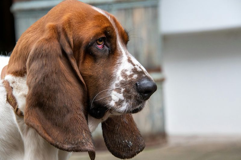 12 dog breeds that calm down faster with predictable routines 13 Basset Hound
