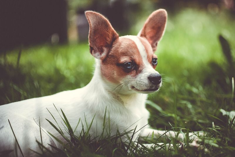 Choosing a dog for the next decade changes which breeds suddenly make sense 5 Chihuahua