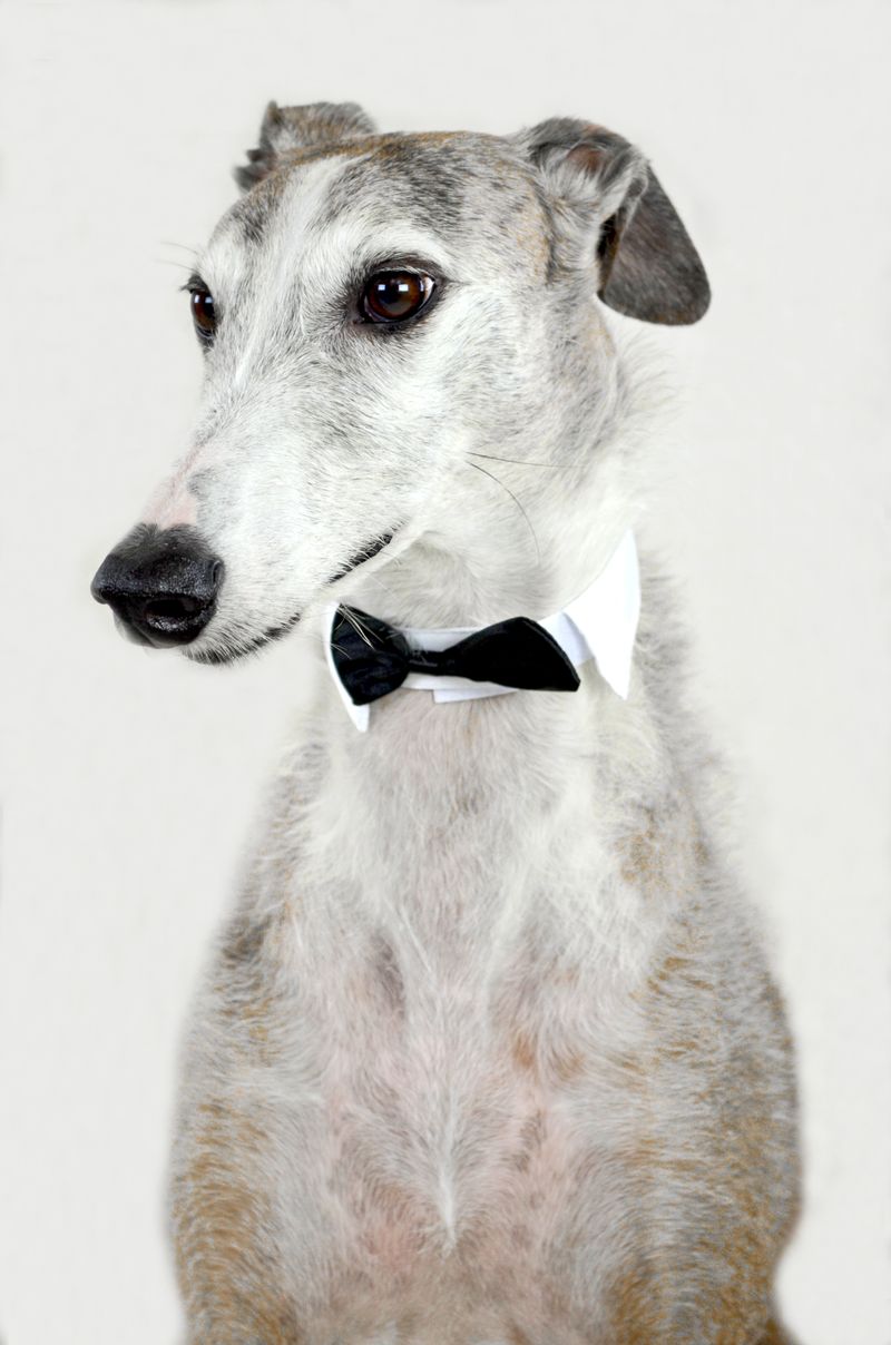 Looking for a neat companion? These 13 dog breeds seem to enjoy order as much as their owners 7 Greyhound