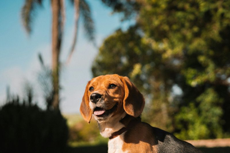 12 fun-loving dog breeds experts say instantly lift the mood around them 3 Beagle