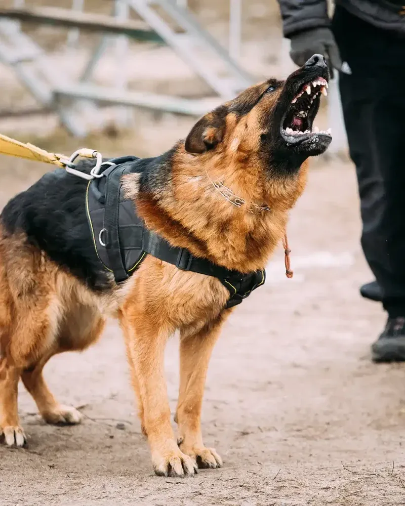 Overstimulation can look like bad behavior