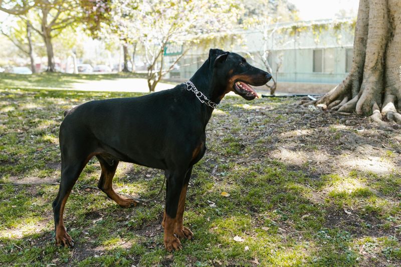 10 famous dogs that started as mixes and became legends 3 Doberman Pinscher