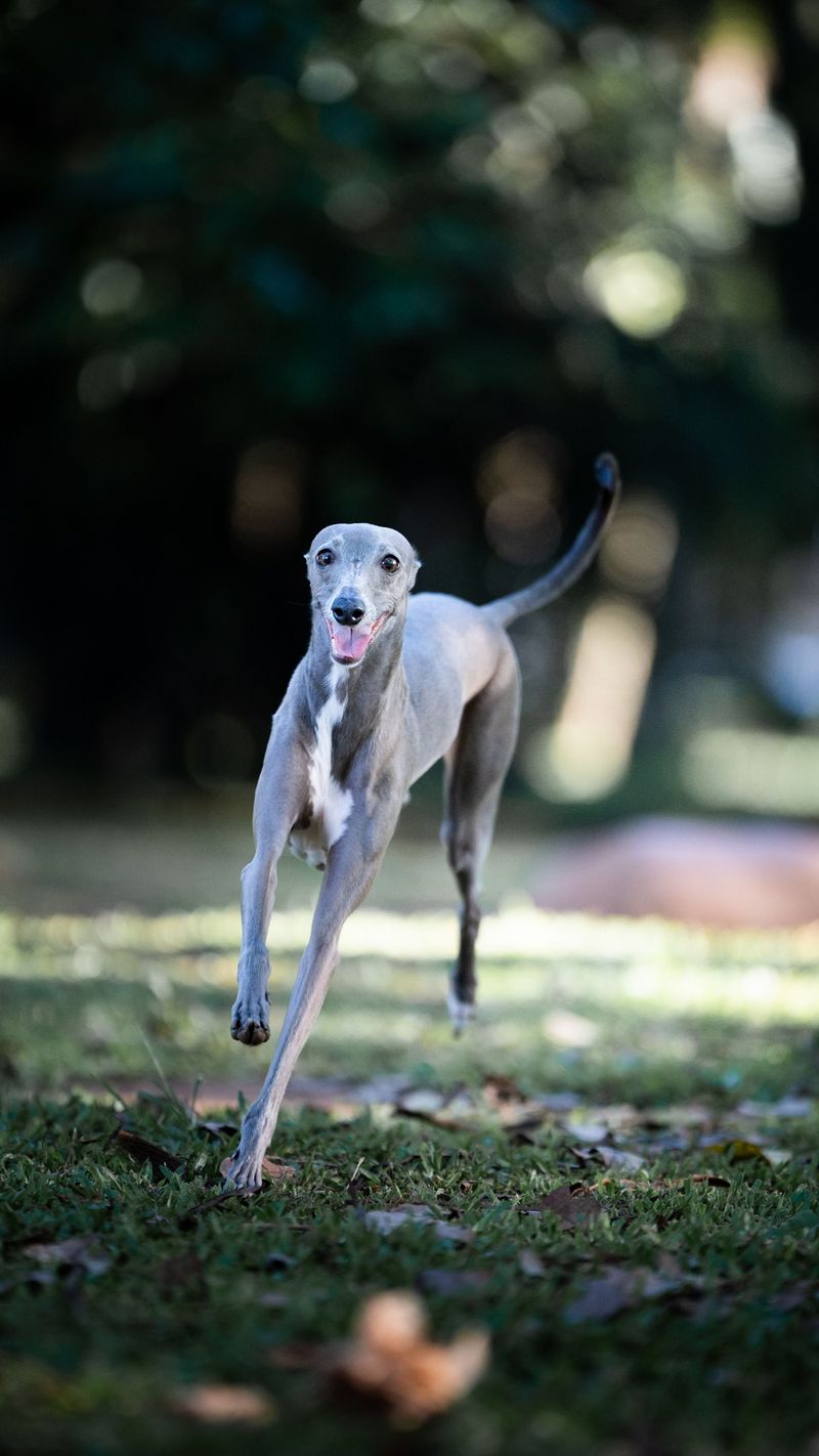 Think your recall is flawless? These dog breeds can find a reason to test that confidence 10 Greyhound