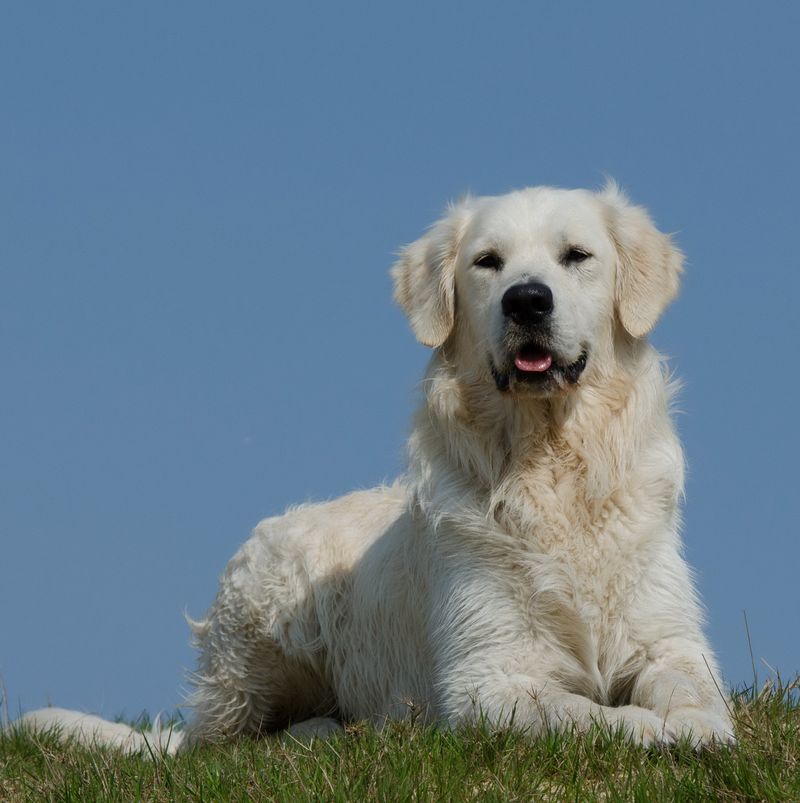 Kuvasz