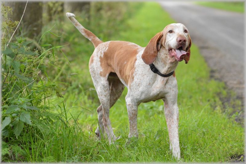 AI Enrichment Toys Are a Flex Now - 12 Breeds That Turn “Bored” Into Chaos Without Brain Games 10 Bracco Italiano