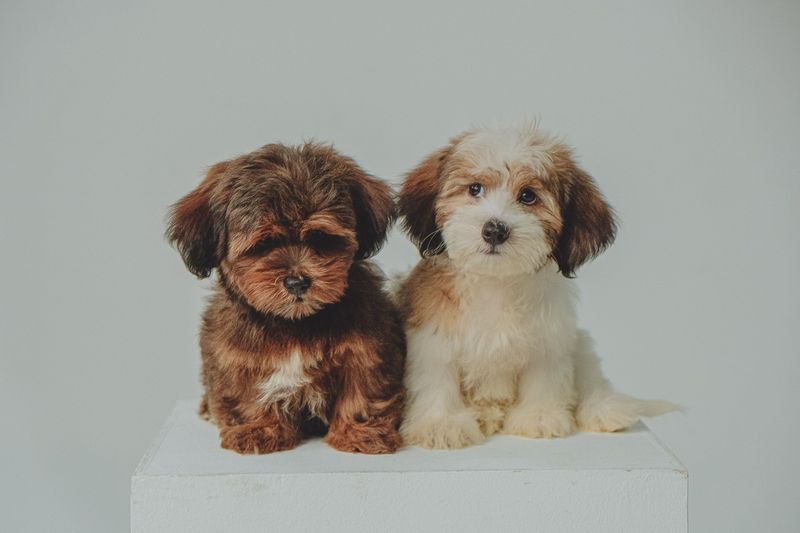 These 10 dog breeds quietly become the most stress-free members of the household 5 Havanese