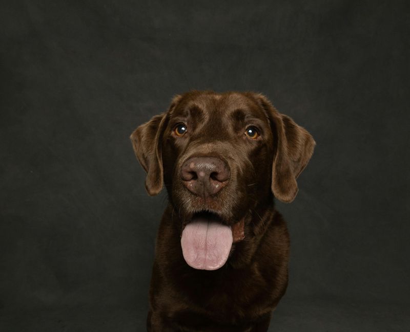 These 11 dogs protect, comfort, and bond with families like few others can 12 Labrador Retriever