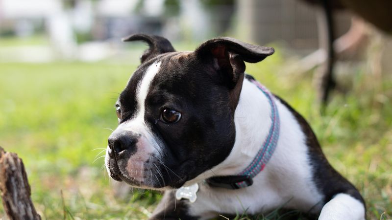 Boston Terrier