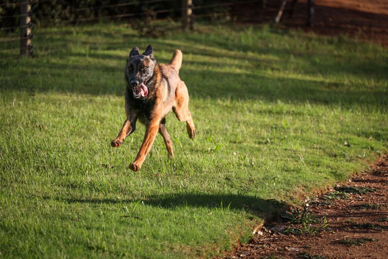 Belgian Malinois