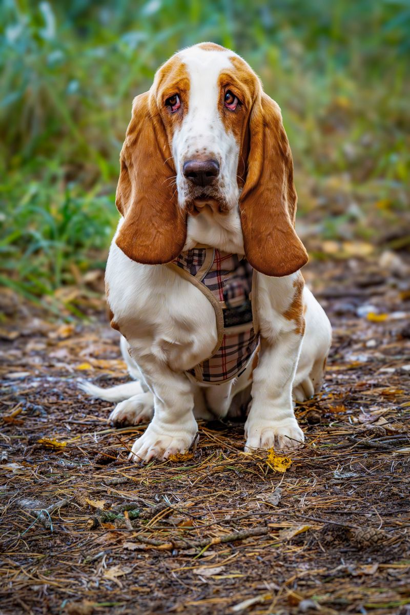 Looking for a companion with a built-in off switch? These breeds stand out 8 Basset Hound