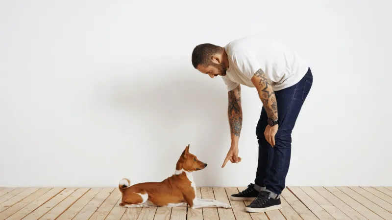 9 small things dogs truly love that many owners overlook 8 Consistent training cues