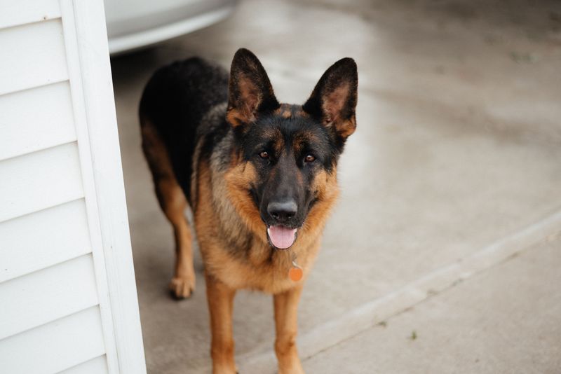 German Shepherd
