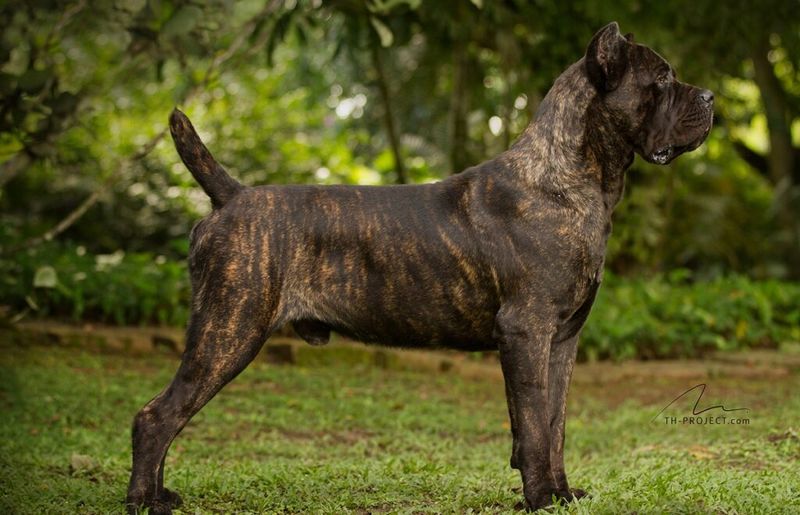 Cane Corso