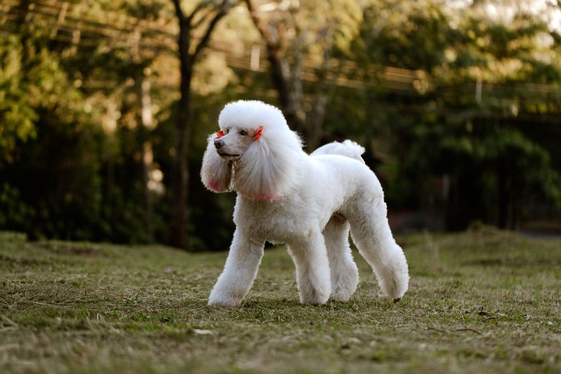 No dog is truly hypoallergenic - But these breeds may be easier for certain allergy-sensitive households to consider 2 Poodle