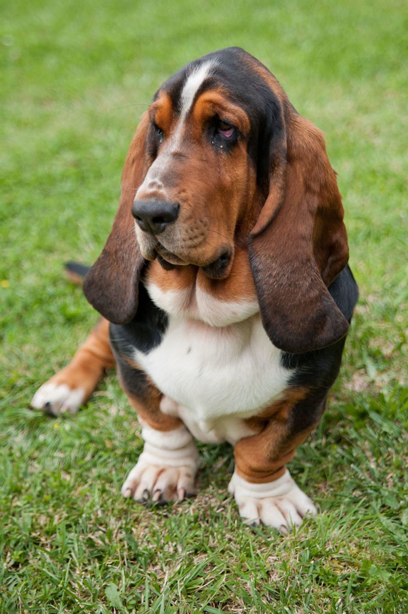 If You’re Choosing a Dog for the Next Chapter of Life, Start Here 2 Basset Hound