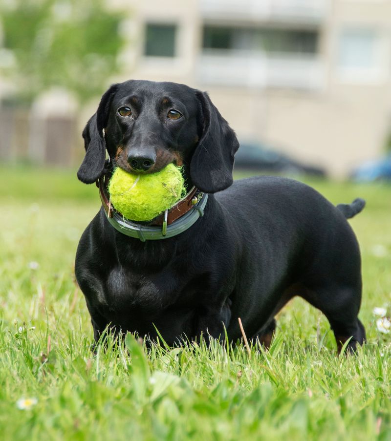 These dog breeds are finding their place in the lives of younger city owners 3 Dachshund - a long body with bold spirit