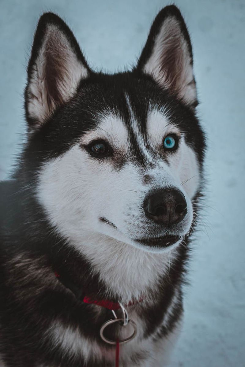 Getting a great photo can feel almost effortless with these naturally camera-friendly dogs 2 Siberian Husky - action hero eyes