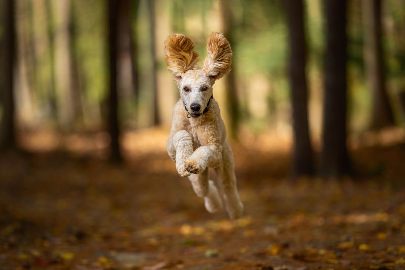 Standard Poodle