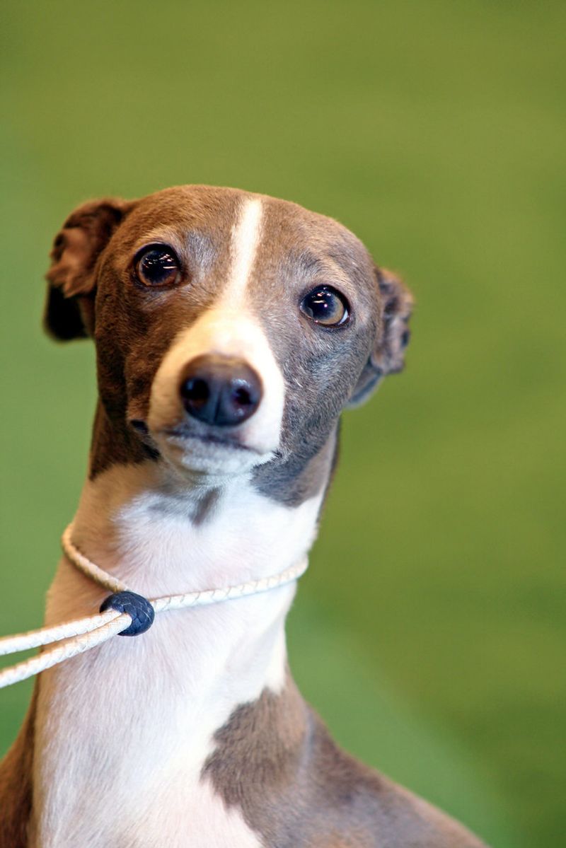6 massive dogs that can overwhelm your home and 8 that fit anywhere 15 Italian Greyhound