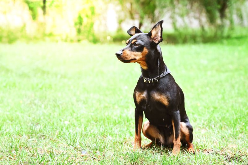If dog odor is your biggest concern, these 12 dog breeds deserve a closer look 8 Miniature Pinscher