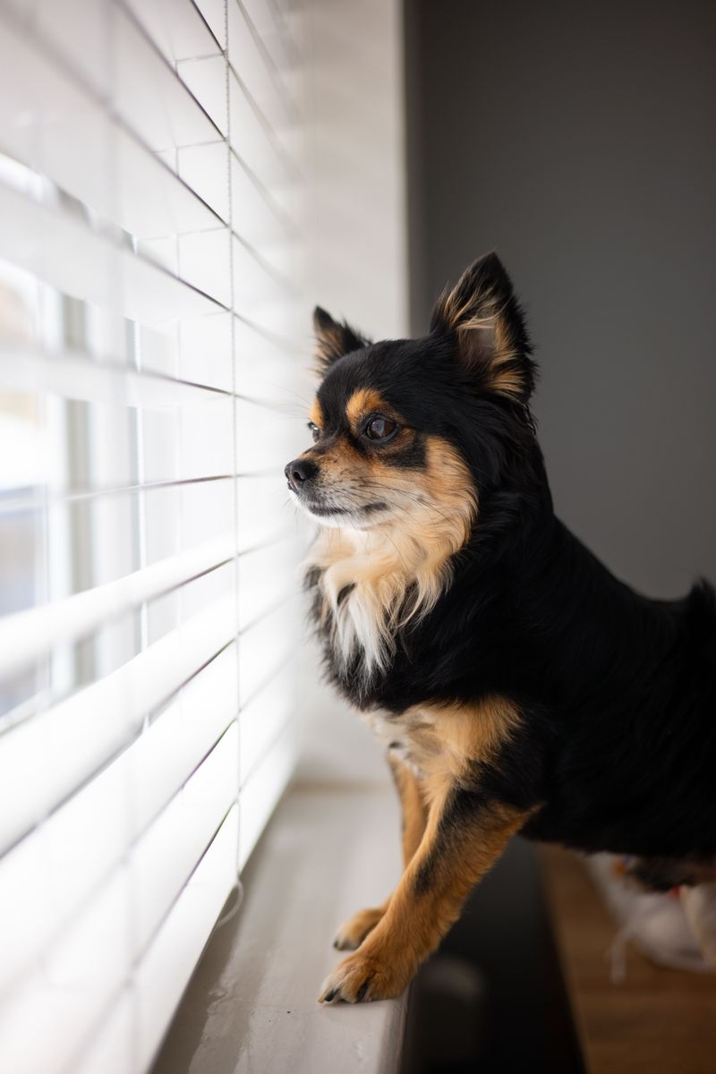 You bought a new vacuum - Your dog may think something deeply suspicious just moved into the house 2 Chihuahua: The Tiny Security Guard