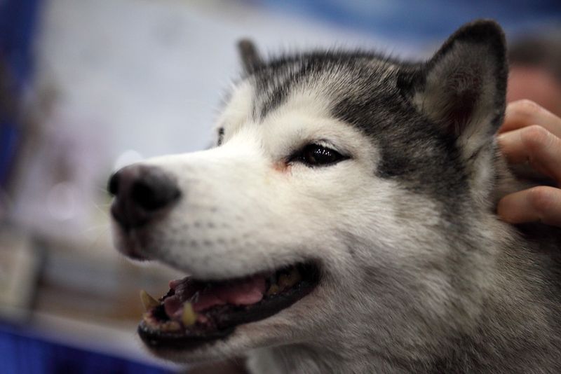 Loving these 13 dog breeds is easy - keeping up with everything they require can be the real test 2 Siberian Husky