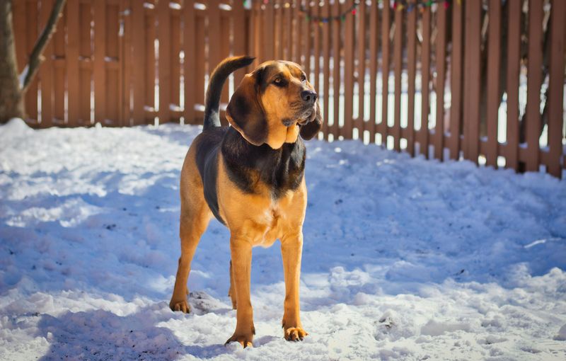 13 extraordinary working dogs that react before commands are even given 13 Bloodhound