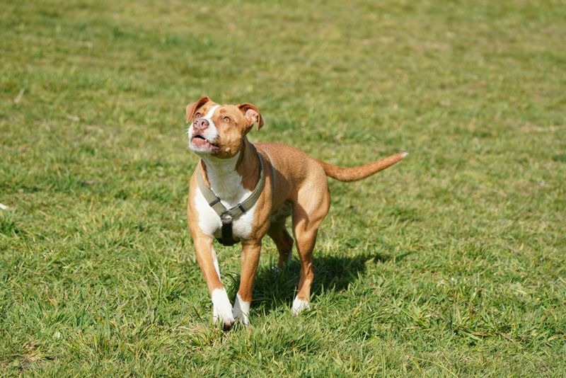 Pit Bull Terrier