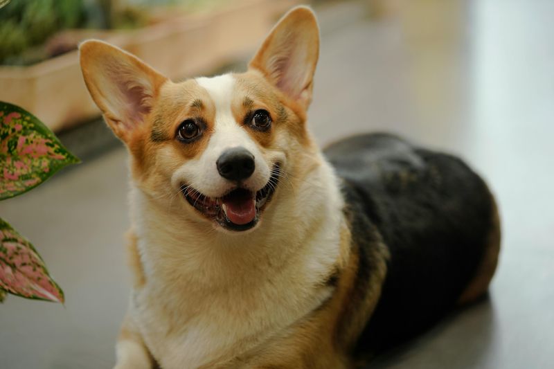 Corgi