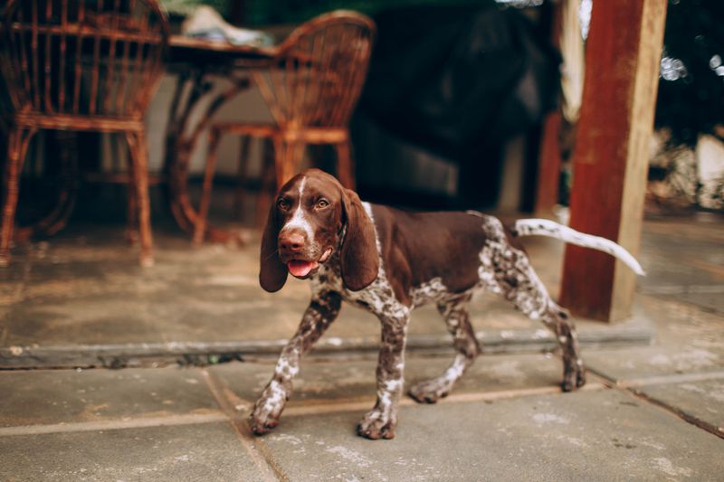 You wanted a dog - You may accidentally get a full-time shadow 5 German Shorthaired Pointer - The Curious Tagalong