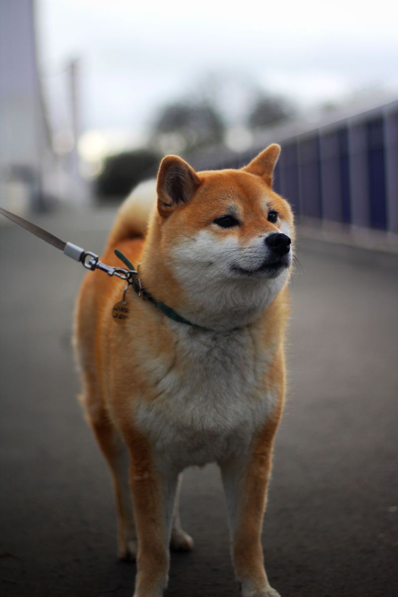 10 dog breeds that thrive when the rules never change - plus 1 that may question who made the rules 12 Shiba Inu - the polite skeptic