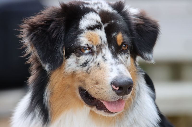 You wanted a dog - You may accidentally get a full-time shadow 6 Australian Shepherd - The Busy Barn Buddy