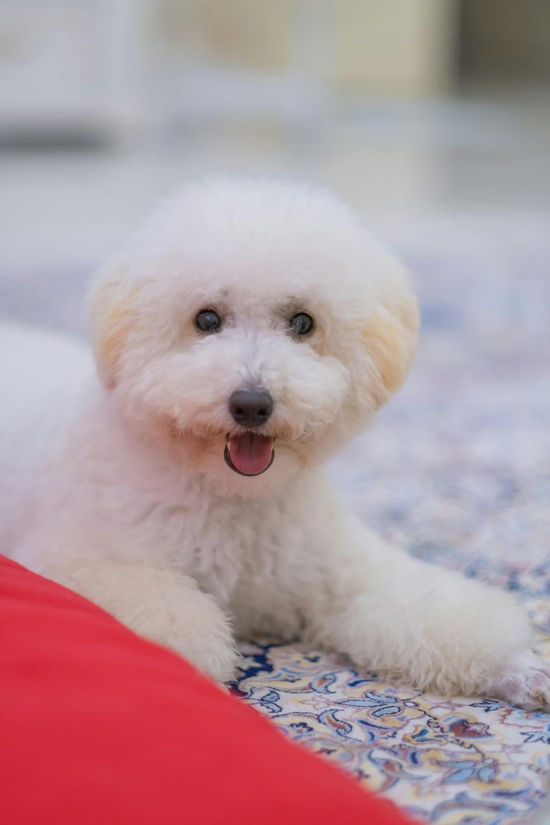 Bichon Frise