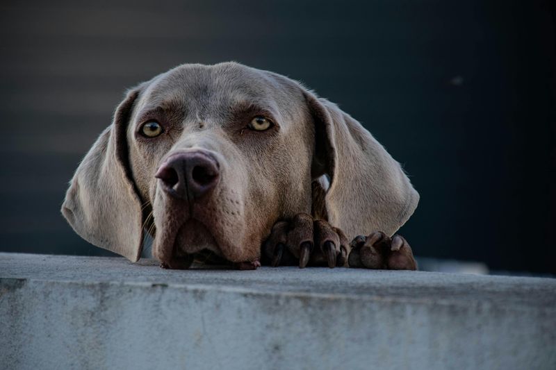 13 dog breeds that act fine in public but fall apart when alone 3 Weimaraner