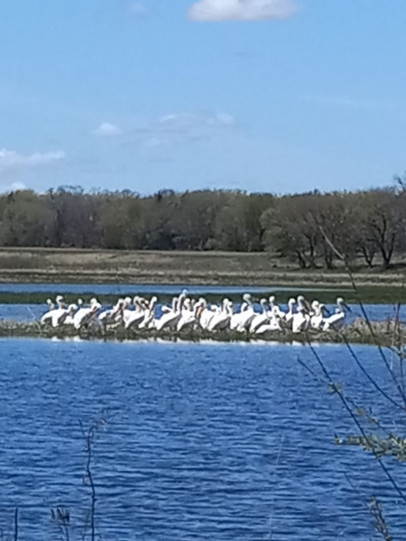 Pelicans in Northern Illinois