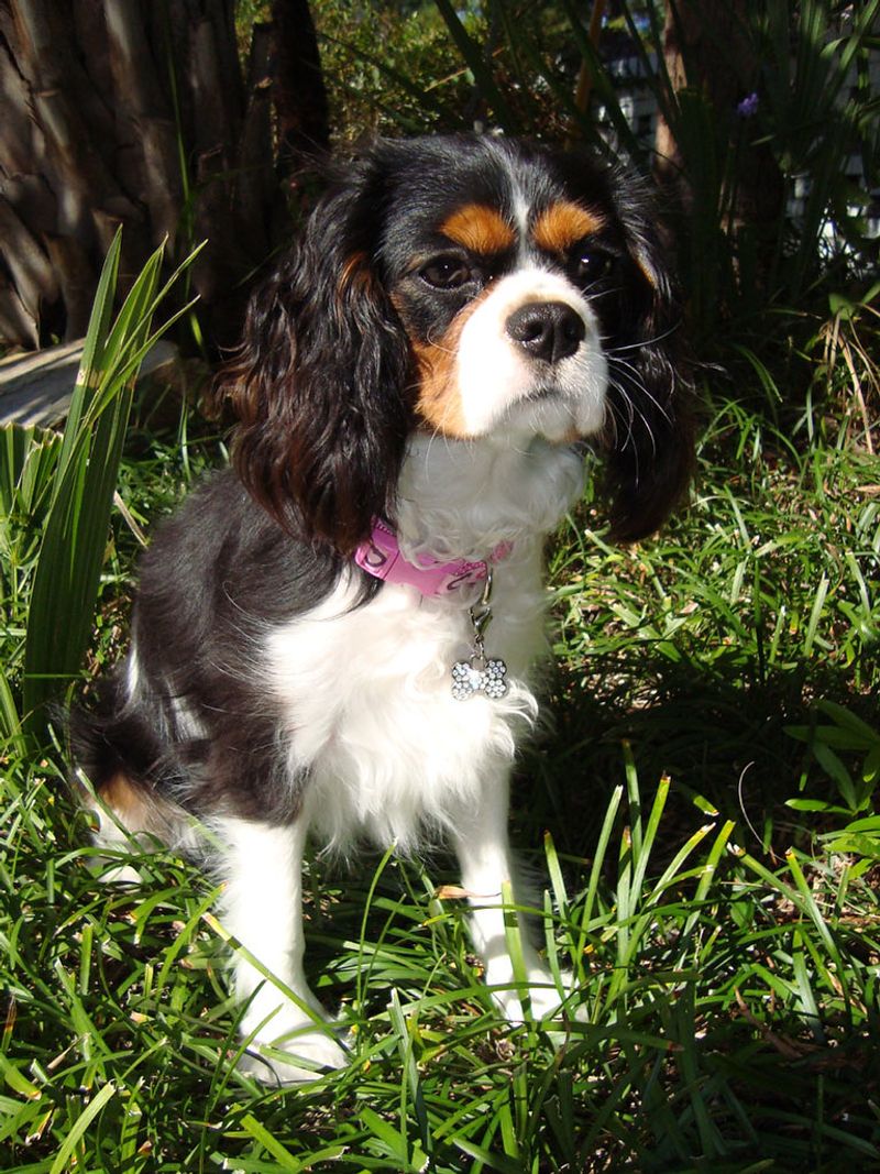 Small home, small dog, enormous attachment - These breeds take companionship seriously 2 Cavalier King Charles Spaniel