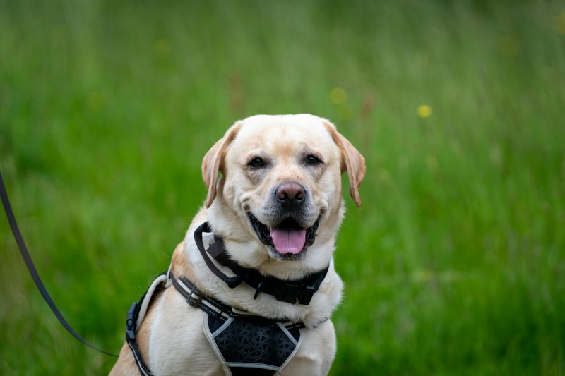 10 dog breeds experts keep returning to because they rarely disappoint 2 Labrador Retriever